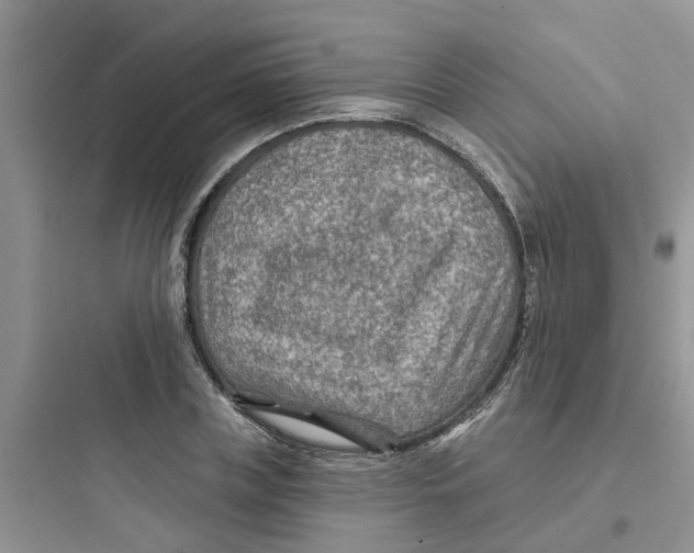 X0000097650835200803211854