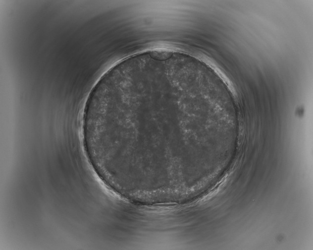 X0000097650853200803211854