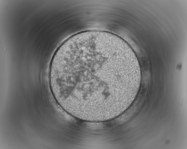 X0000097650856200803211854