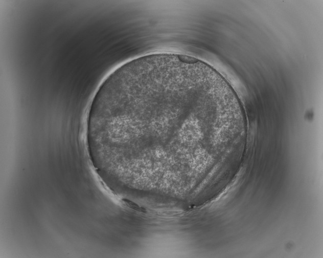 X0000097650862200803211854