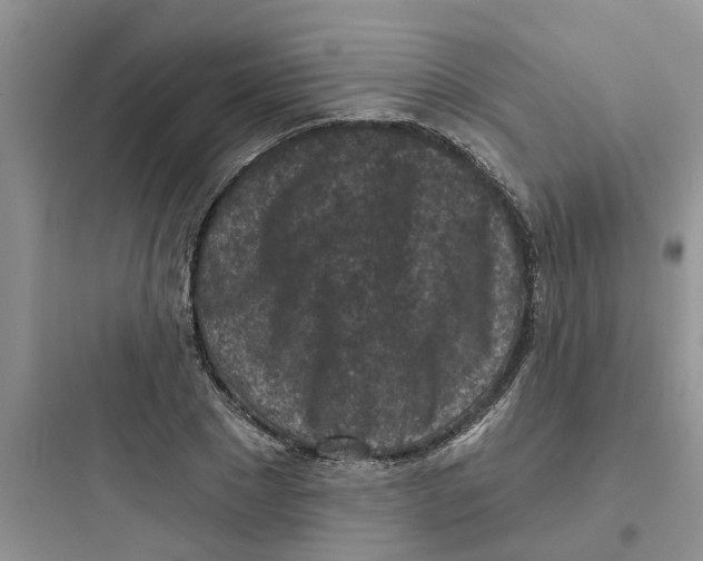 X0000097650881200803211853