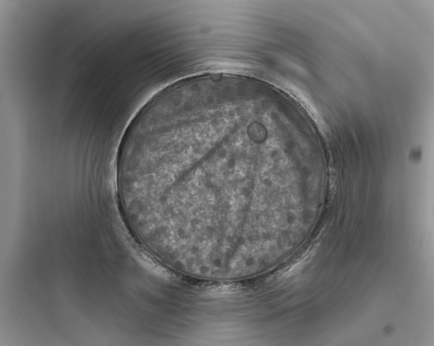 X0000097650891200803211853