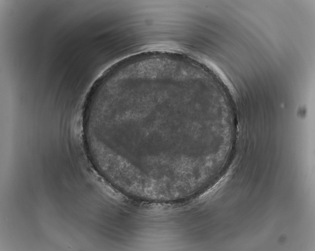 X0000097650923200803211852