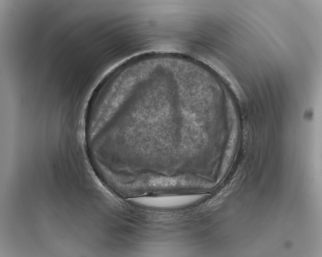 X0000097650935200803211852