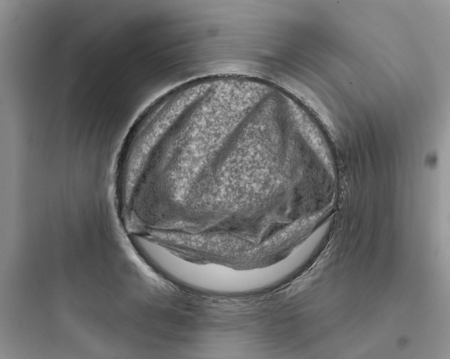 X0000097650991200803211852