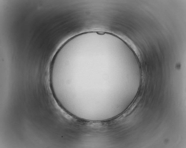 X0000097651006200803211851