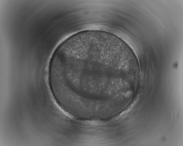 X0000097651045200803211851