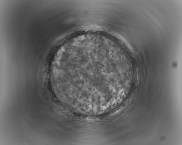 X0000097651063200803211850