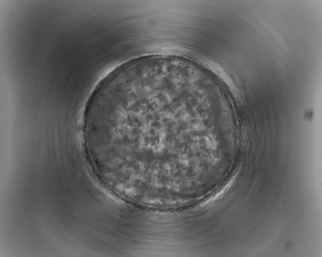 X0000097651071200803211850