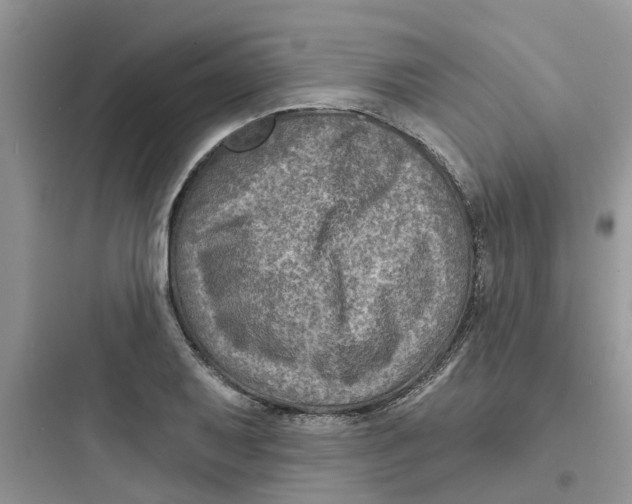 X0000097651079200803211850