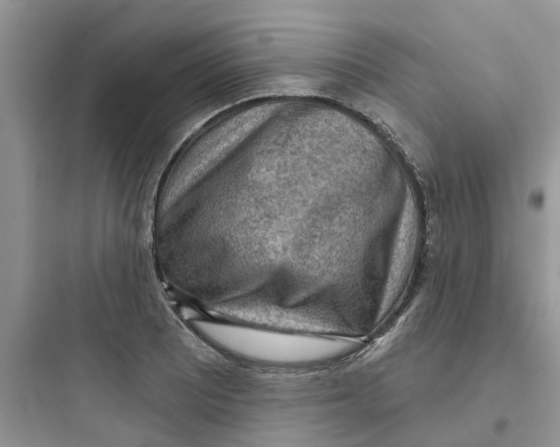 X0000097651081200803211850