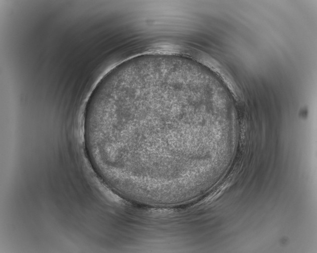 X0000097651083200803211850