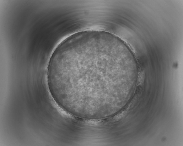 X0000097651086200803211850