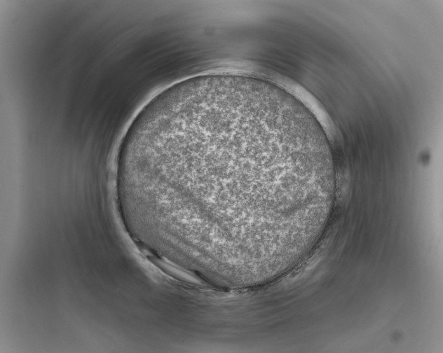 X0000097651099200803211850