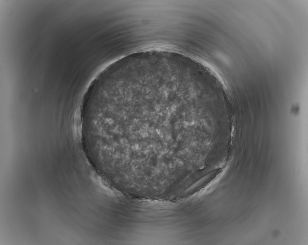 X0000097651117200803211849