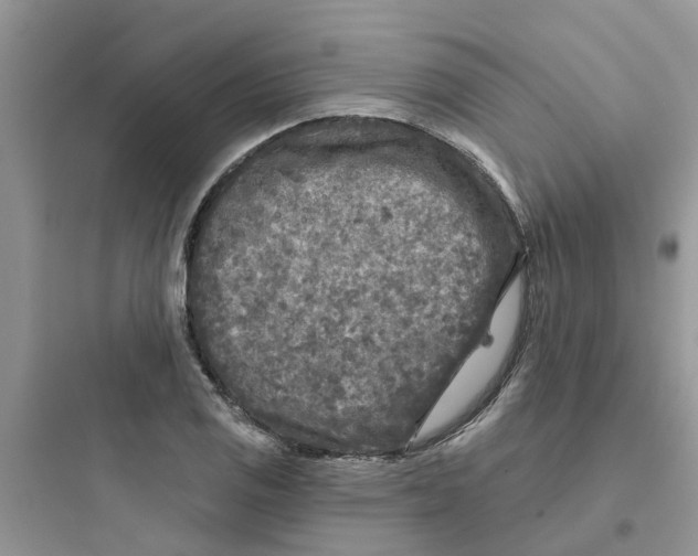 X0000097651125200803211849