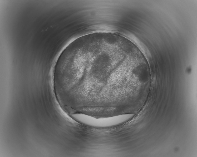 X0000097651243200803211848