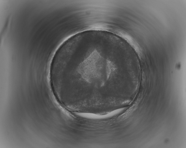 X0000097651331200803211847