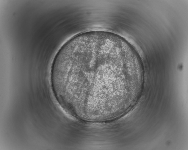 X0000097651333200803211847