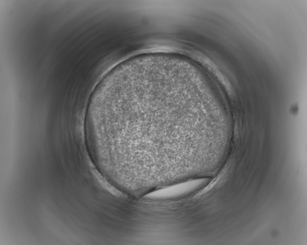 X0000097651417200803211845