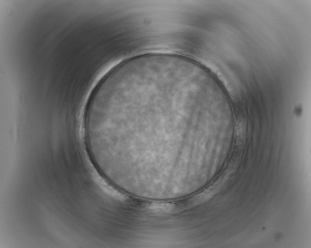 X0000097651466200803211844