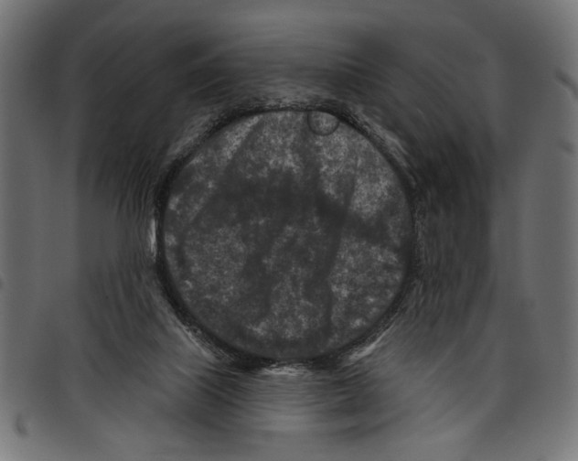 X0000097650067200803280938