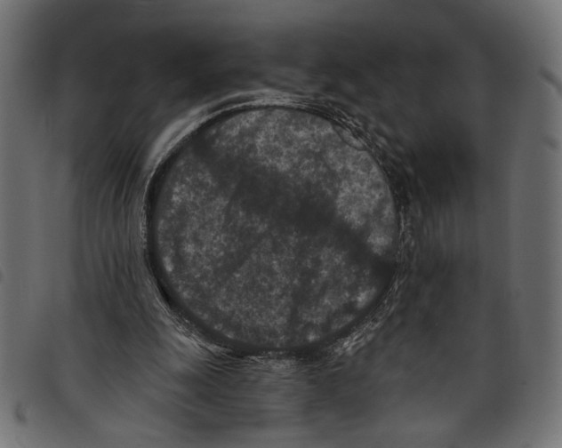 X0000097650247200803280935