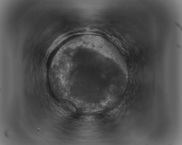 X0000097650295200803280935