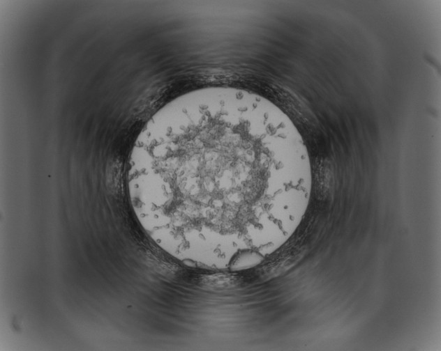 X0000097650511200803280932