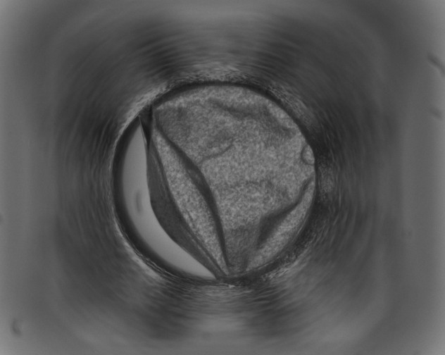 X0000097650630200803280930