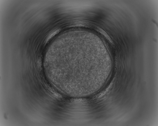 X0000097650826200803280927