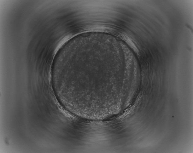 X0000097650944200803280926