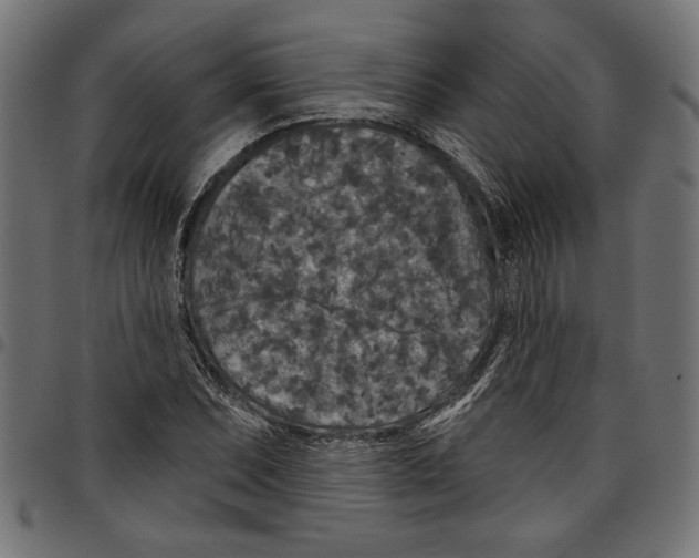 X0000097651071200803280924