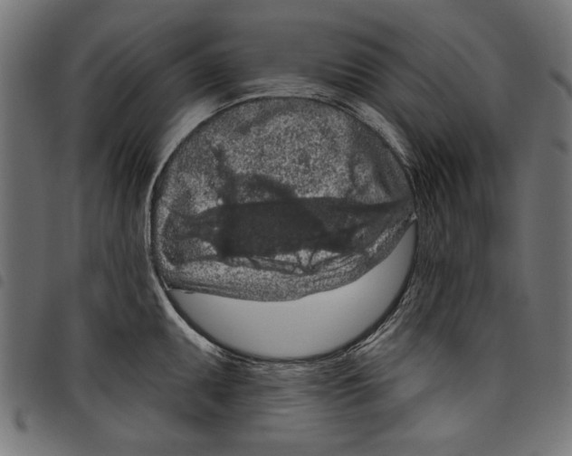 X0000097651095200803280923