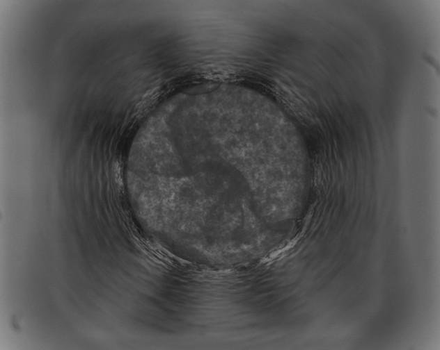 X0000097651106200803280922