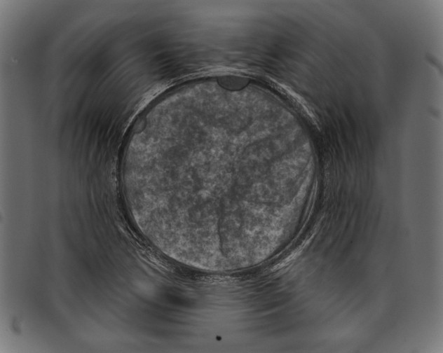 X0000097651170200803280922