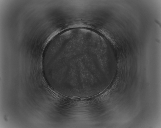 X0000097651173200803280922