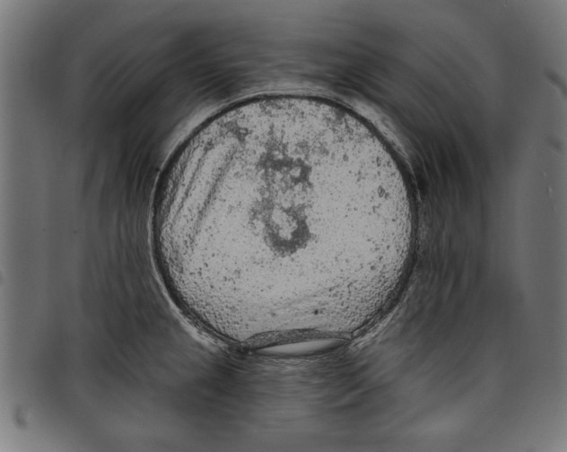 X0000097651237200803280922