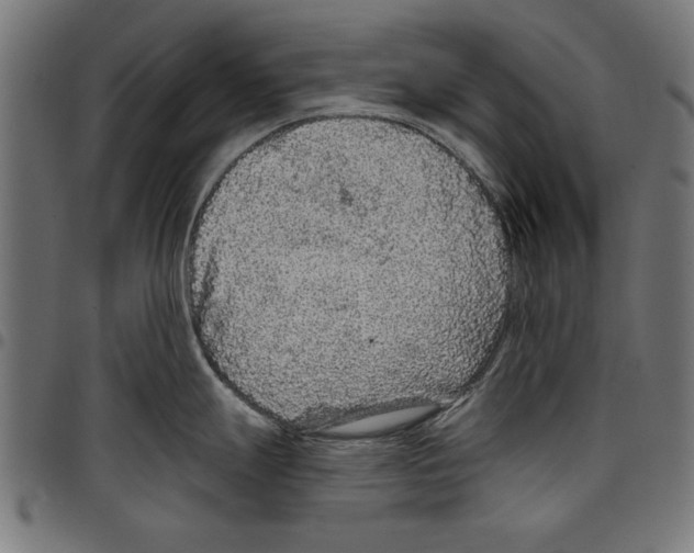 X0000097651247200803280922