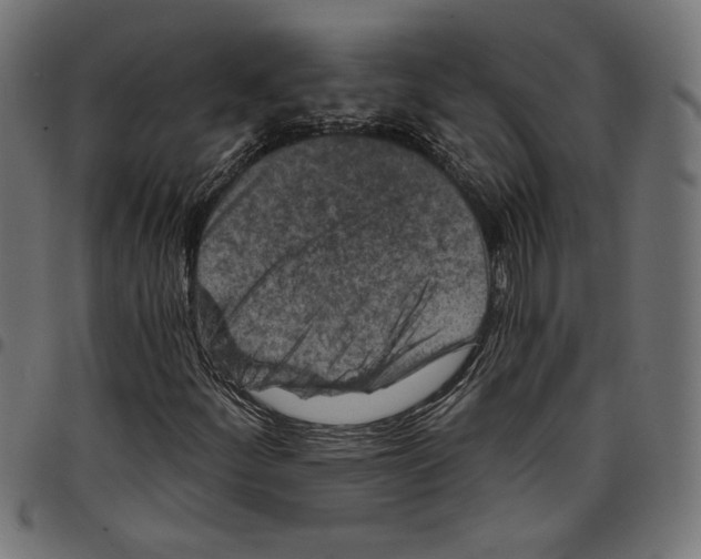 X0000097651252200803280921