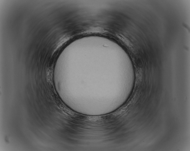 X0000097651258200803280921