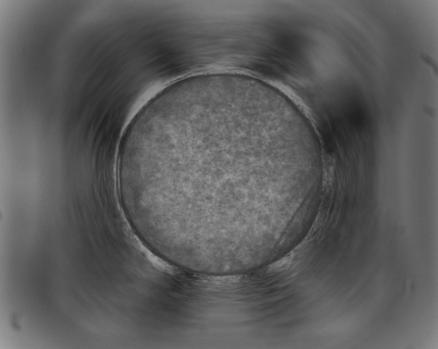 X0000097651294200803280920