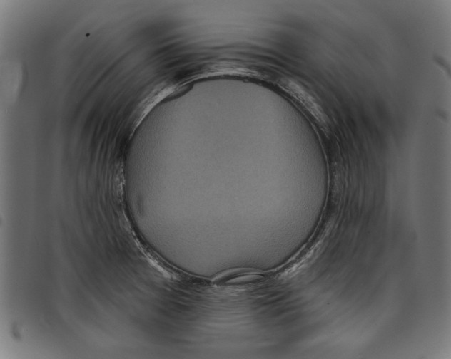 X0000097651377200803280919