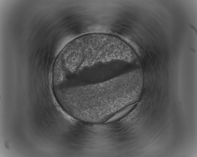 X0000097651383200803280919