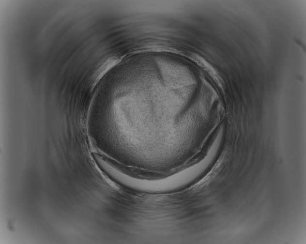 X0000097651385200803280919