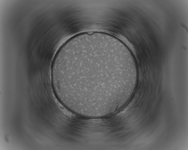 X0000097651388200803280919