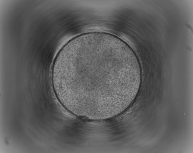 X0000097651392200803280919