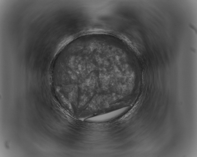 X0000097651405200803280919