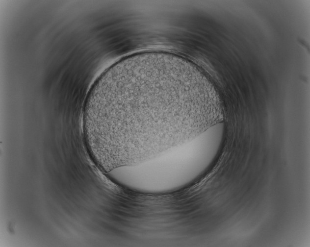 X0000097651420200803280919