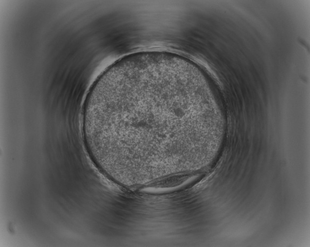 X0000097651424200803280919